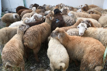 Ağdamda Qurban Bayramı qeyd edilib
