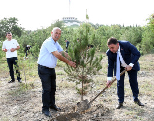 Ağdamda 27 Sentyabr – Anım Günü ilə əlaqədar ağacəkmə aksiyası təşkil olunub