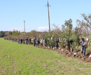 "Yaşıl dünya naminə həmrəylik ili" çərçivəsində Ağdam rayonunda ağacəkmə aksiyası keçirilib