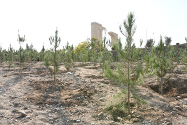 Ağdamda “Konstitusiya və Suverenlik İli” çərçivəsində 8 Noyabr-Zəfər Gününə həsr olunmuş ağacəkmə aksiyası təşkil edilib