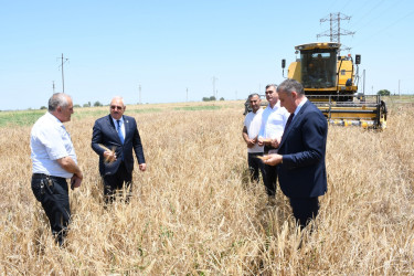 Ağdam Rayon İcra Hakimiyyətinin başçısı Vaqif Həsənov rayon ərazisində arpa sahəsində biçin işlərinin gedişi ilə tanış olub