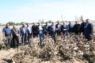 Ağdam rayonunda 2026-cı ilin pambıq yığımı mövsümünə start verilib