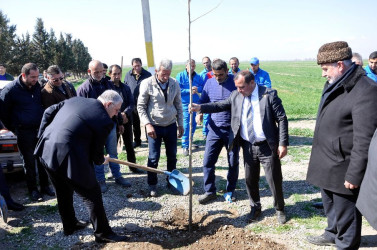 Ağdamda “Heydər Əliyev” ili çərçivəsində ağacəkmə aksiyası keçirilib