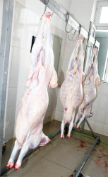 Ağdamda Qurban Bayramı qeyd edilib