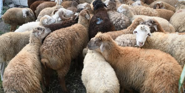 Ağdamda Qurban Bayramı qeyd edilib
