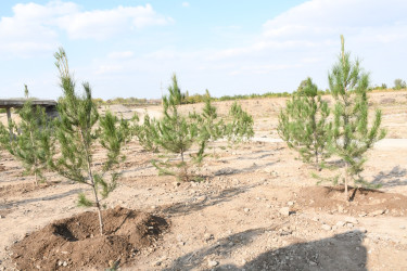 Ağdamda “Konstitusiya və Suverenlik İli” çərçivəsində 8 Noyabr-Zəfər Gününə həsr olunmuş ağacəkmə aksiyası təşkil edilib