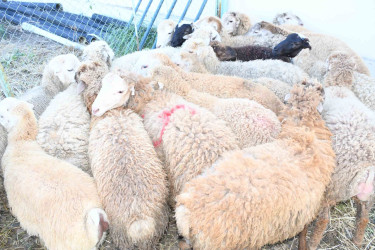Ağdamda müqəddəs Qurban Bayramı qeyd olunub
