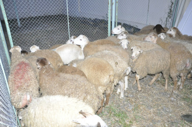 16.06.2024-cü il tarixdə Ağdamda Qurban Bayramı qeyd olunub